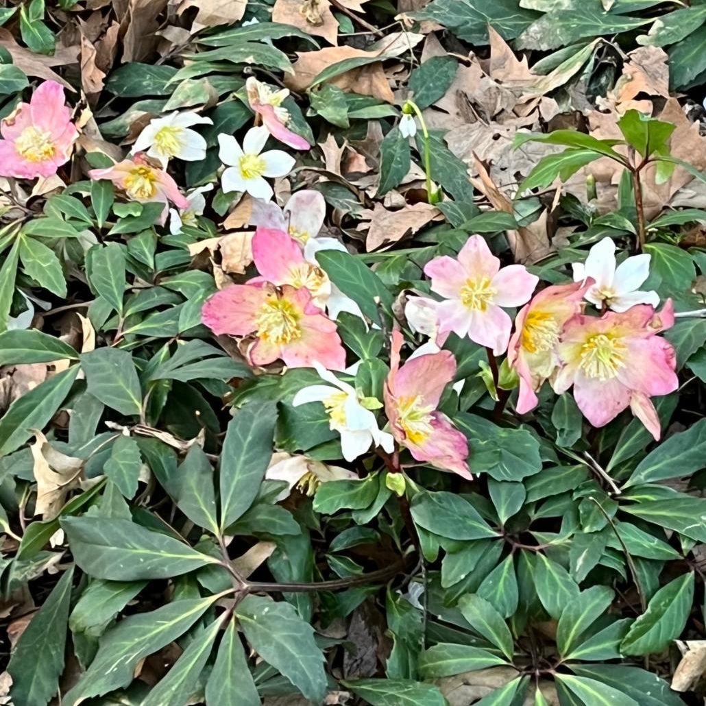 Lenten Rose Lenten Rose